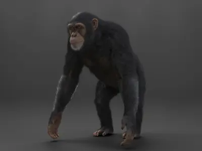 Chimpanzee Rigged VFX Grace 3D model