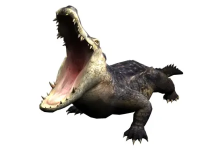 Animated Rigged Crocodile 3D model
