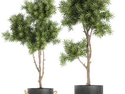 Decorative trees in a black flowerpots 751 3D model