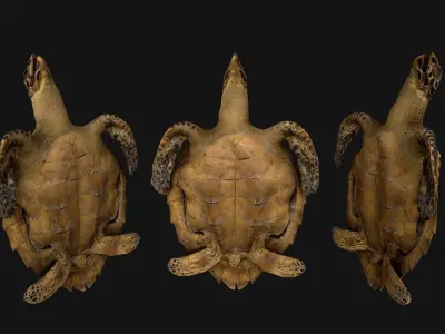 Turtle Low-poly 3D model