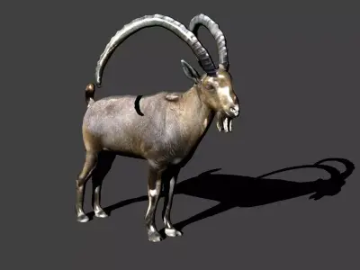 nubian ibex 3D model