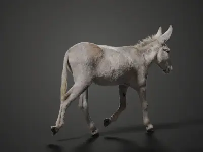 Israel white donkey Animated VFX Grace 3D model