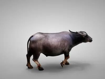 Water Buffalo Animated Low-poly 3D model