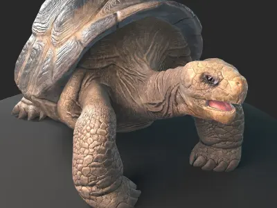Large land turtle PBR  Low-poly 3D model