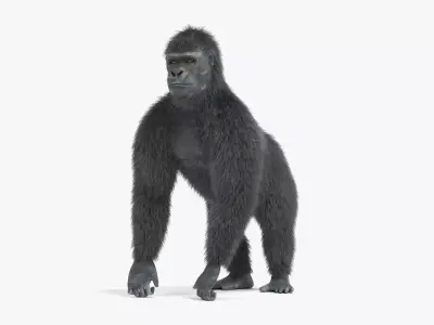 -Western Lowland Gorilla Rigged- 3D model