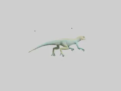 Bonaire Whiptail Lizard running model 3D model