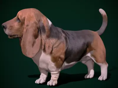 Basset Hound Dog Breed  3D model