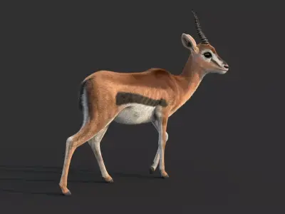 Gazelle 2 FUR 3D model
