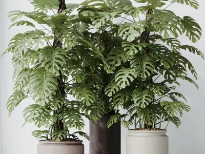 Elegant Monstera Deliciosa Large Leaf Form Swiss Cheese 3D model