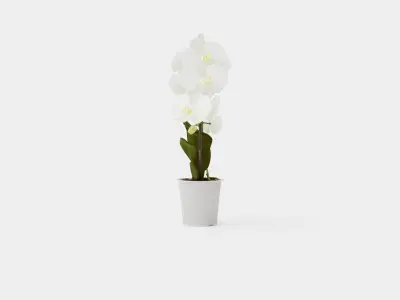 Phalaenopsis hybrid bow white Low-poly 3D model