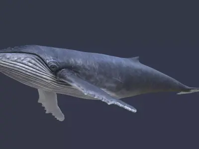Humpback whale PBR  Low-poly 3D model