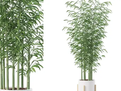 Bamboo in modern flower pot 3D model