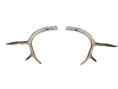 Deer Horn - Cuerno de Venado - Low poly Low-poly 3D model