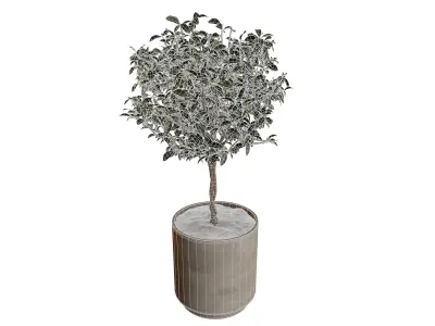 Potted Topiary Plant 3D model