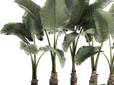 Alocasia in a white flowerpot for decor and interior design 511 3D model