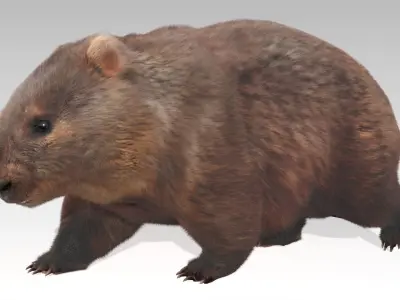 Wombat Low-poly 3D model