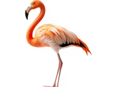 Flamingo Tropical Creature model pack Low-poly 3D model