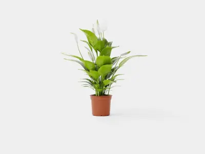 Spathiphyllum Verdi Low-poly 3D model
