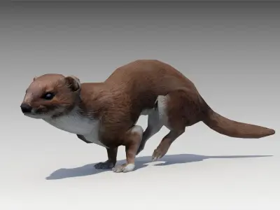 Weasel Low-poly 3D model