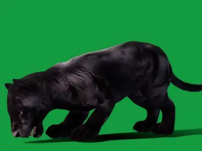 Baby Black Jaguar Cub Low-poly 3D model