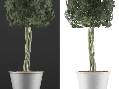 Plants Collection 72 3D model