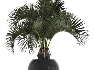 Collection of decorative palm trees  10 3D model