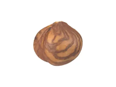 Photorealistic Hazelnut Kernel 3D Scan 2 3D model