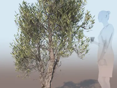 Olea europaea olive tree decorative A 3D model
