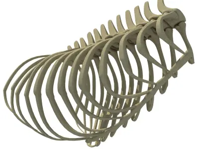 Anatomical Bear Rib Cage 3D model