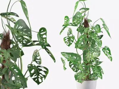 Monstera monkey mask 3D model