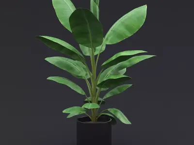 Cavendish Banana Plant I 3D model