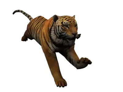 Animated Rigged Tiger  3D model