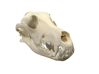 Skull - Dog Low-poly 3D model