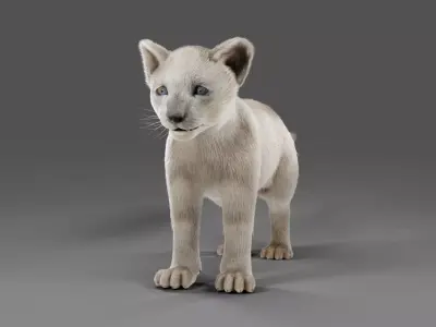 Fur White Lion Cub No Rigged Low-poly 3D model