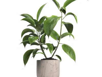indoor plant 052 3D model