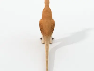 Kangaroo Low-poly 3D model