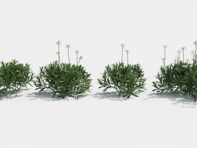 Iberis plant 3D model