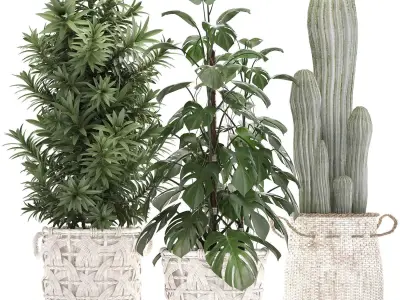 Collection of Exotic plants cactus monsterra 344 3D model