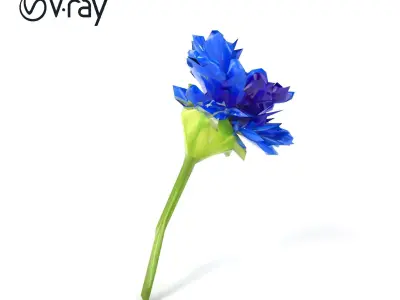 Blue Cornflower Wildflower model pack Low-poly 3D model
