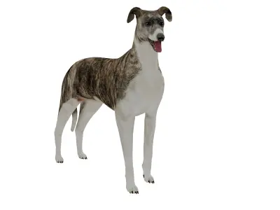 Hungarian Greyhound Magyar AgaR Dog Low-poly 3D model
