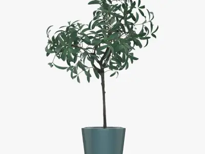 Pot Plant 25 3D model