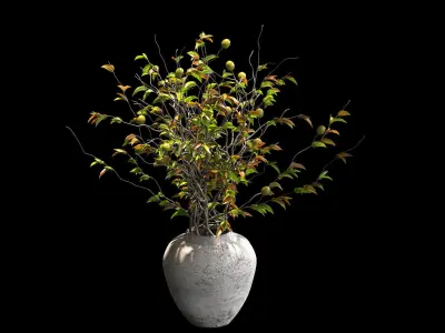 Plants in pots - 4 models 3D model