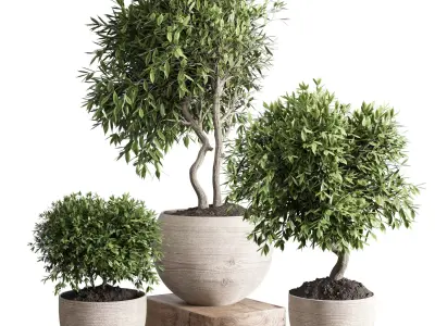 collection outdoor plant 23 - wood old vase Low-poly 3D model