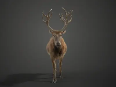 Male Deer with 2 Animations  VFX Grace 3D model