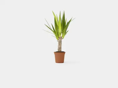 Yucca elephantipes single stem Low-poly 3D model
