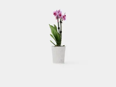 Phalaenopsis hybr 15 mini flower mix Low-poly 3D model