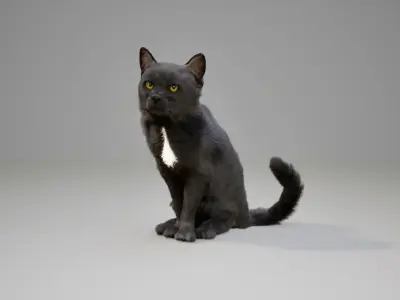 Cat Black Animated UNREAL project  Maya base rig 3D model