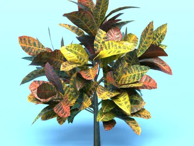 Codiaeum Variegatum Low-poly 3D model