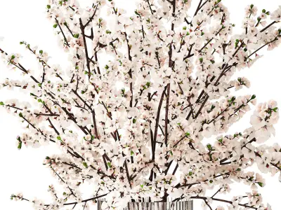 White bouquet of sakura cherry blossom branches 345 3D model