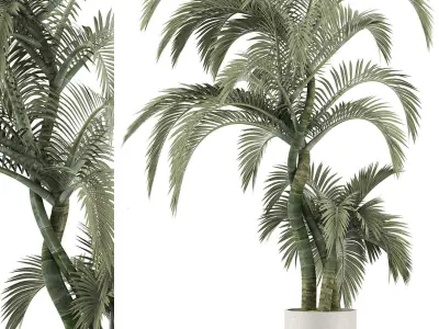Plants Collection 137 Exterior Plant 3D model